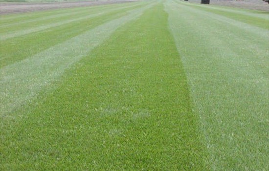 Landscape Seed Mixes