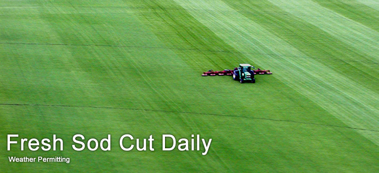 Fresh Sod Cut Daily